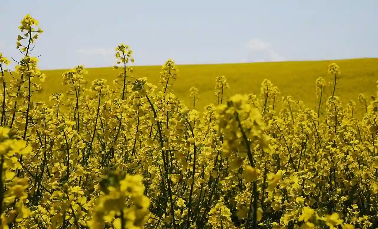 «OGM cachés»: la bataille perdue de la Conf’