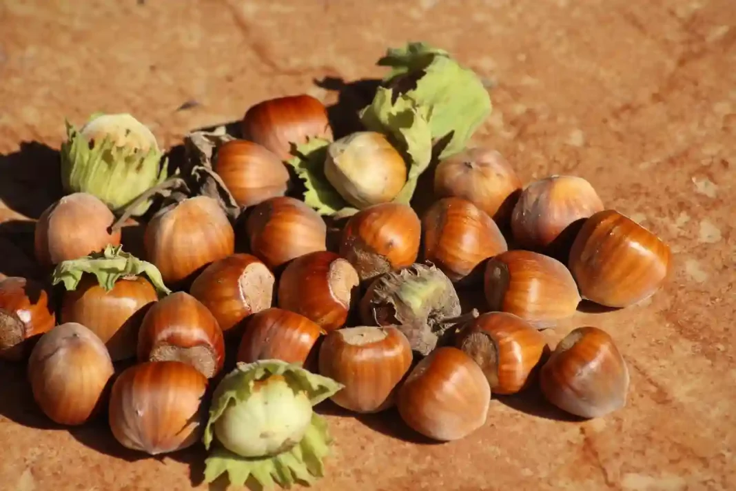 La punaise ravage la filière de la noisette