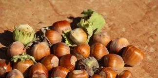 La punaise ravage la filière de la noisette
