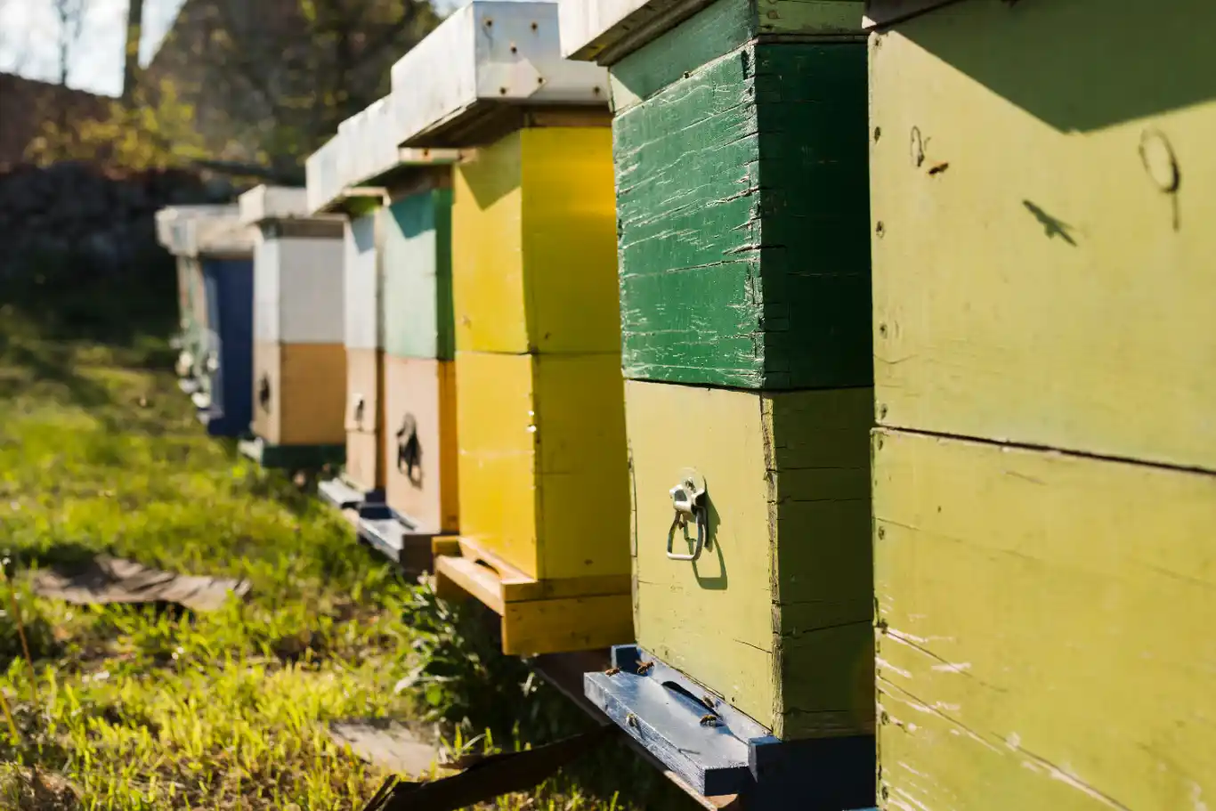 apiculture crise apicole 2024