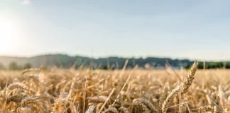 Au sujet du gluten : ce mauvais procès fait aux blés modernes