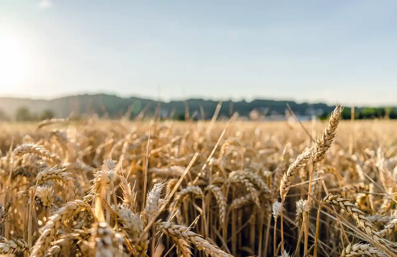 Au sujet du gluten : ce mauvais procès fait aux blés modernes