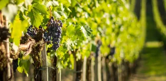 Il est urgent de redonner aux viticulteurs la liberté d’innover