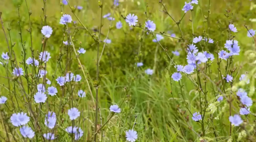 Recherche résidus de pesticides désespérément