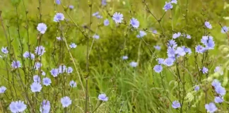Recherche résidus de pesticides désespérément