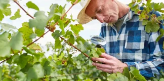 La viticulture bio torpillée