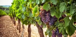 Etude PestiRiv audition Anses rassure senateurs