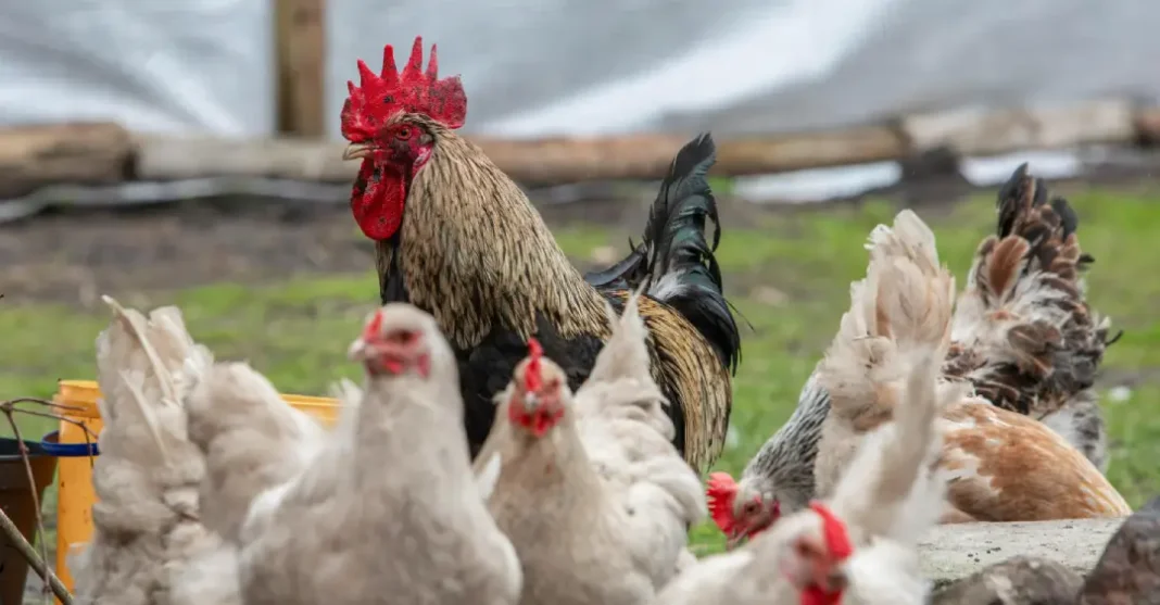 La justice interdit la création d’un poulailler au motif du changement climatique