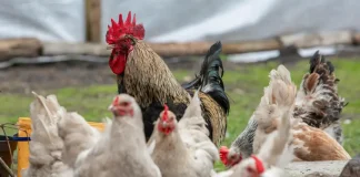 La justice interdit la création d’un poulailler au motif du changement climatique