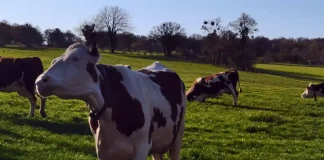 La dermatose nodulaire contagieuse enflamme les débats