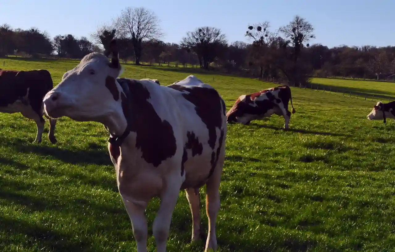 La dermatose nodulaire contagieuse enflamme les débats