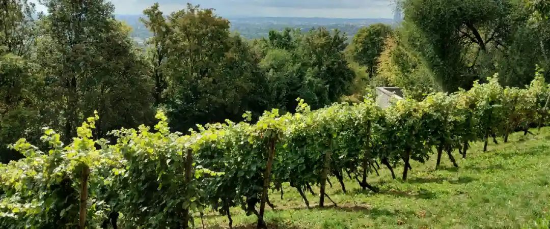 anses cuivre viticulture