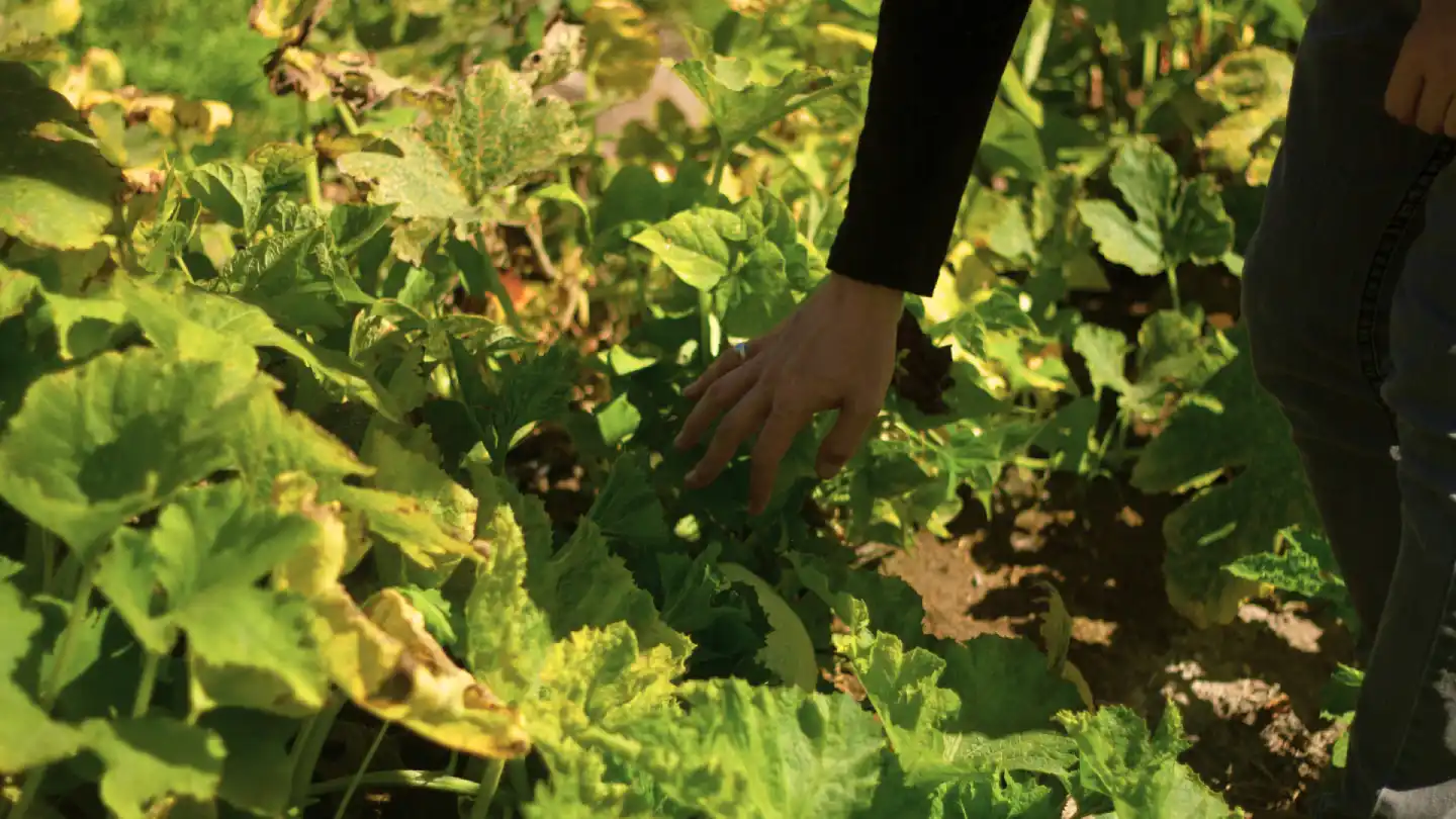 Agriculture bio impossible equation 100% 2