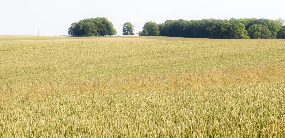 triallate ce que Génération Futures ne dit pas